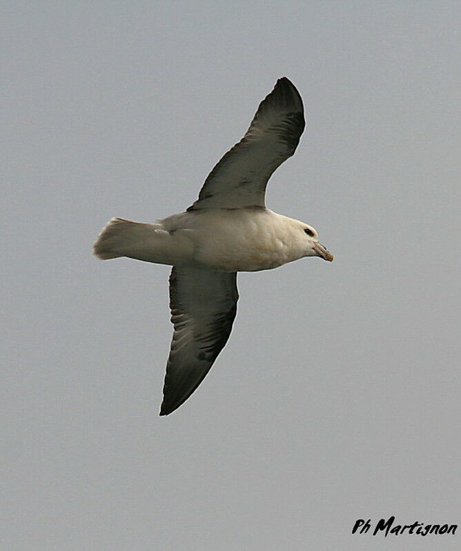 Fulmar boréal, Vol