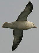 Fulmar boréal