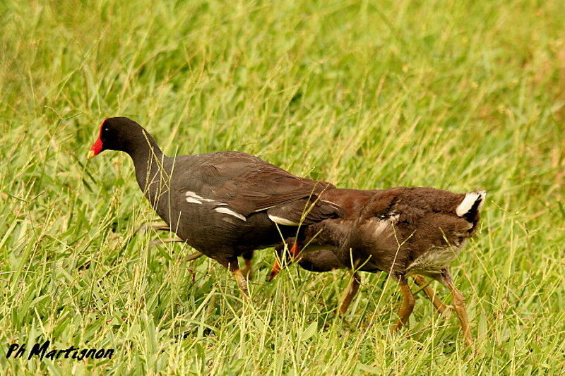 Common Gallinule