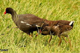 Gallinule d'Amérique