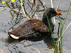 Gallinule d'Amérique