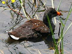 Common Gallinule