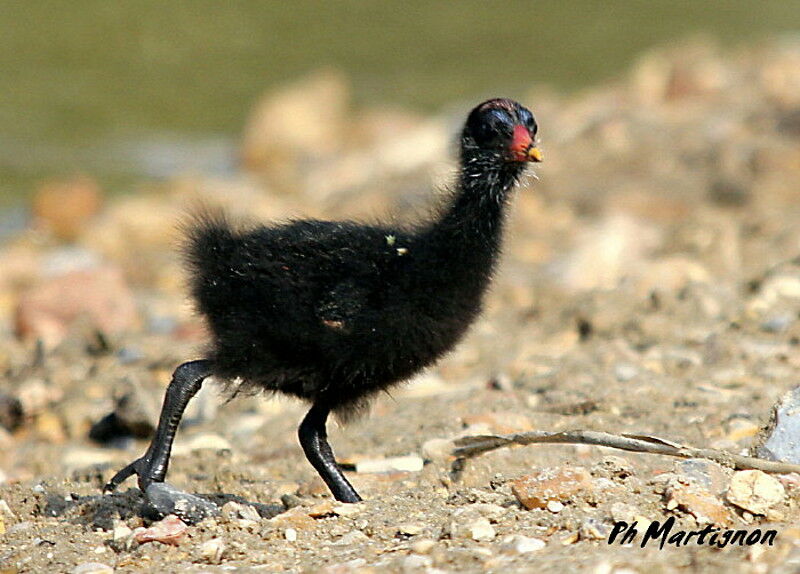 Gallinule poule-d'eau