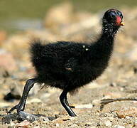 Gallinule poule-d'eau