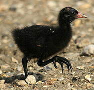 Common Moorhen