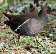 Common Moorhen