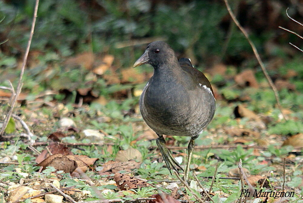 Gallinule poule-d'eaujuvénile