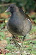 Gallinule poule-d'eau