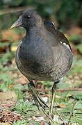 Common Moorhen