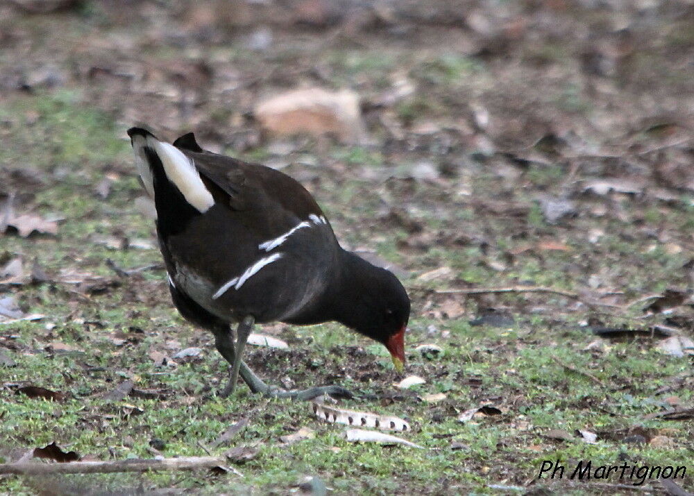 Gallinule poule-d'eau, identification