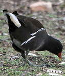 Gallinule poule-d'eau