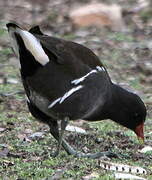 Common Moorhen