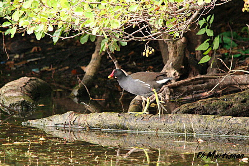 Gallinule poule-d'eau, identification