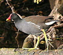 Common Moorhen