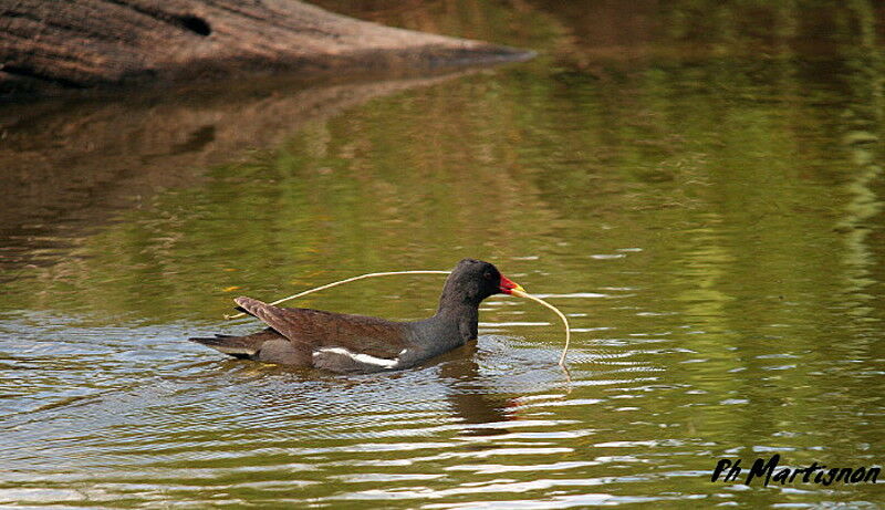 Gallinule poule-d'eau, identification, Comportement