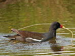 Gallinule poule-d'eau