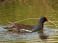 Gallinule poule-d'eau