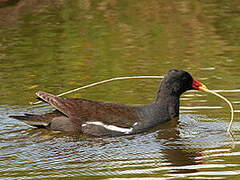 Common Moorhen