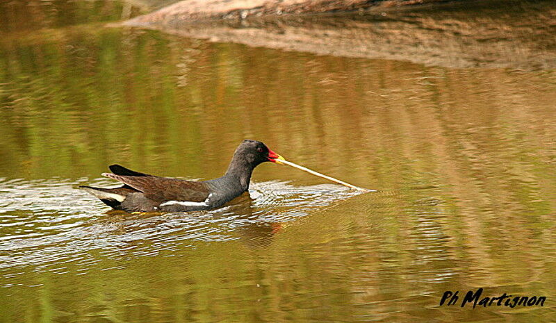 Common Moorhen, identification, Behaviour