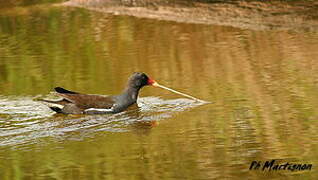 Gallinule poule-d'eau