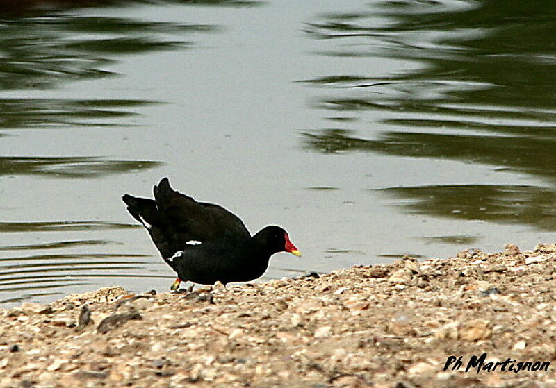 Gallinule poule-d'eau