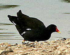 Gallinule poule-d'eau