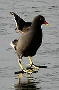 Common Moorhen