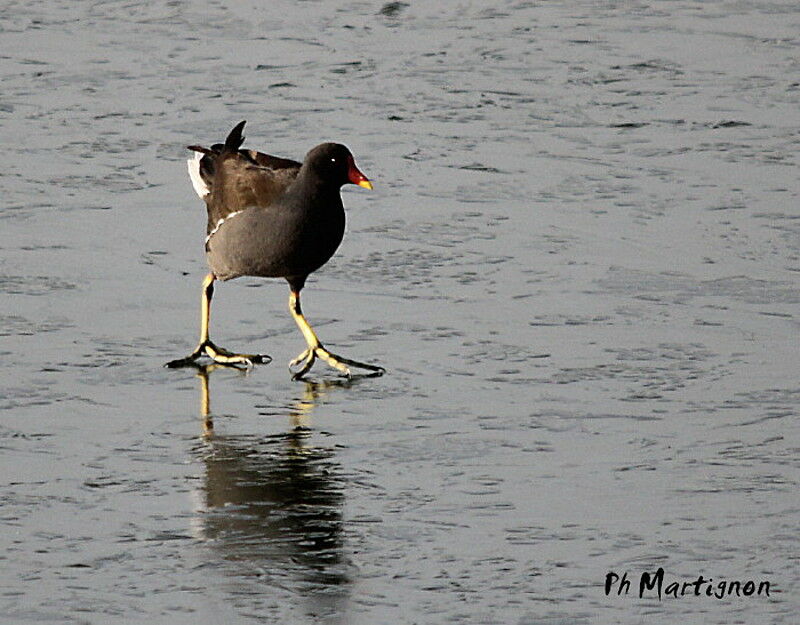 Gallinule poule-d'eau