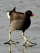 Gallinule poule-d'eau