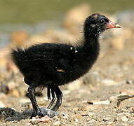 Common Moorhen