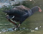 Gallinule sombre