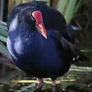 Gallinule sombre