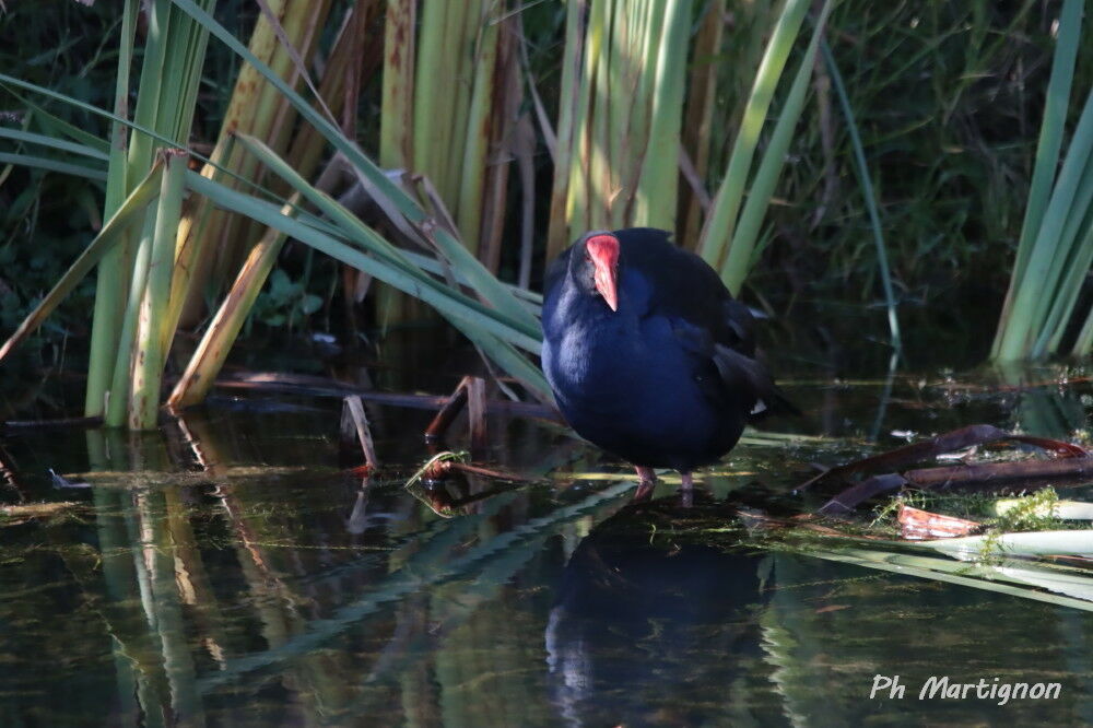 Gallinule sombre, identification