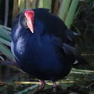 Gallinule sombre