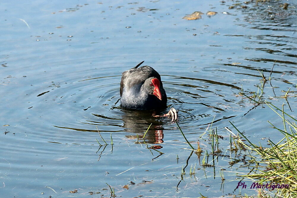Gallinule sombre, identification