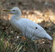 Eastern Cattle Egret