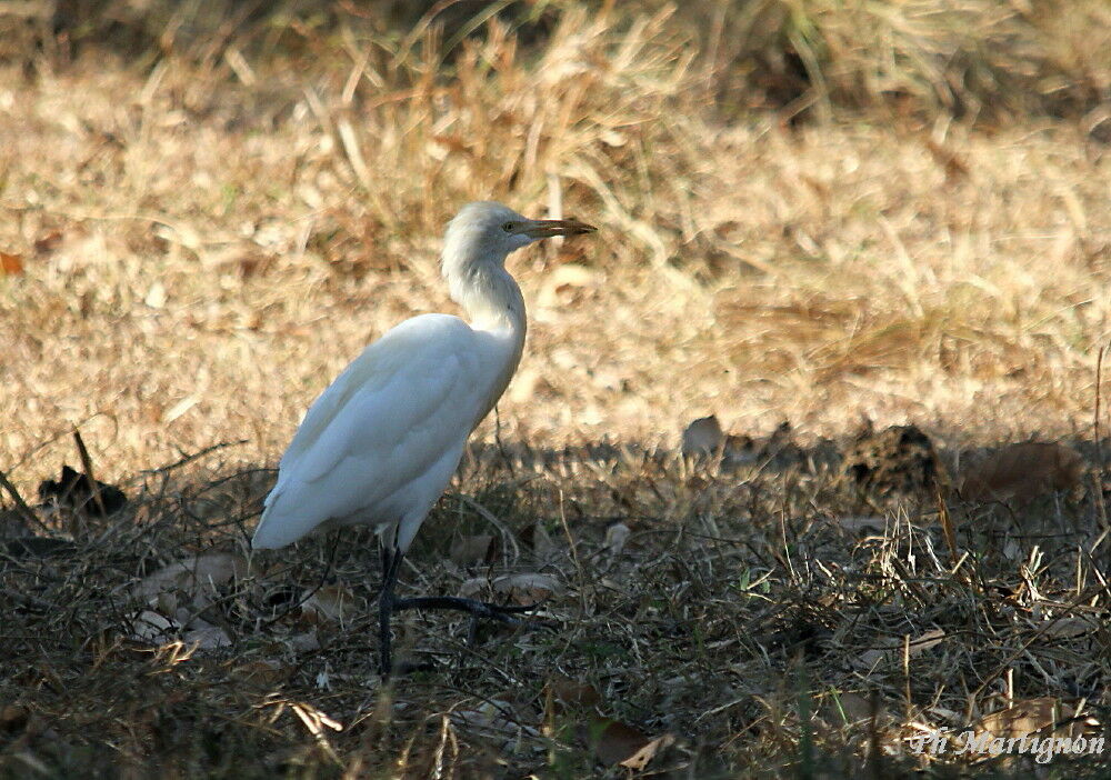 Eastern Cattle Egret