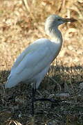 Eastern Cattle Egret