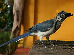 White-throated Magpie-Jay