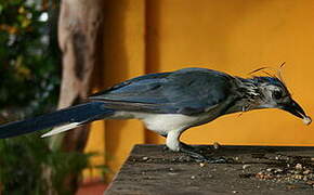 White-throated Magpie-Jay