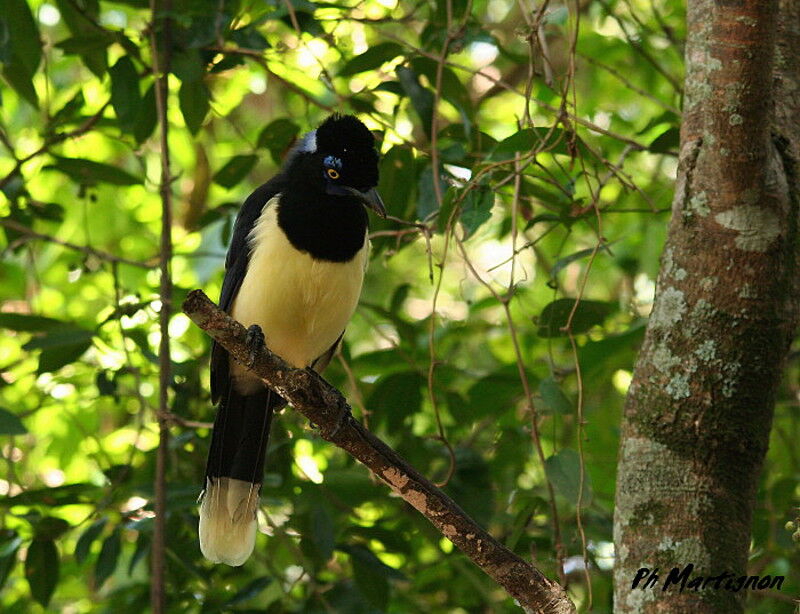 Plush-crested Jay