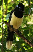 Plush-crested Jay