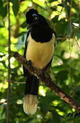 Plush-crested Jay