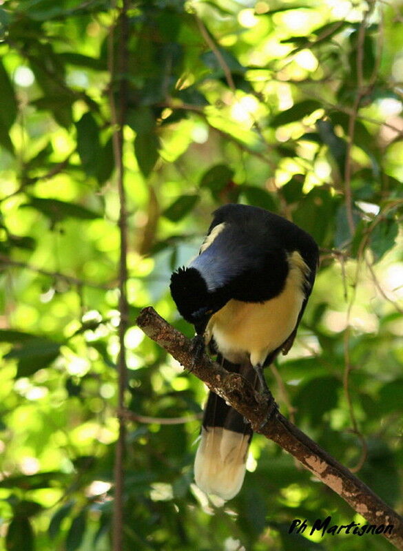 Plush-crested Jay