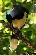 Plush-crested Jay