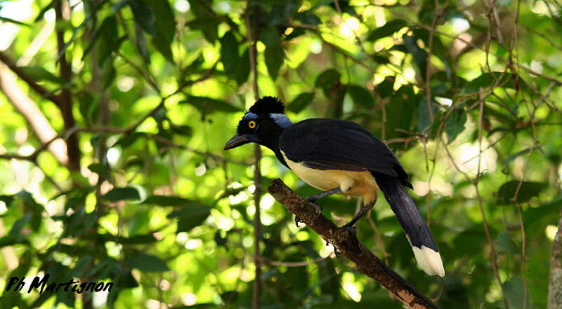 Plush-crested Jay