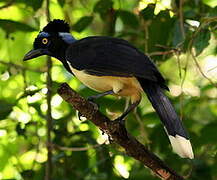 Plush-crested Jay