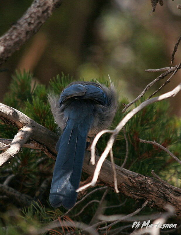 Steller's Jay