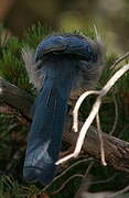 Steller's Jay