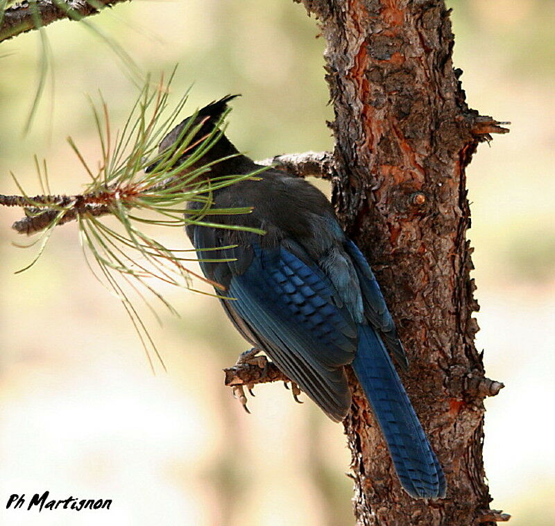 Steller's Jay